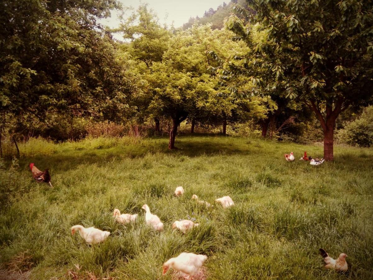 Agroturystyka U Babci Czchow Exterior photo